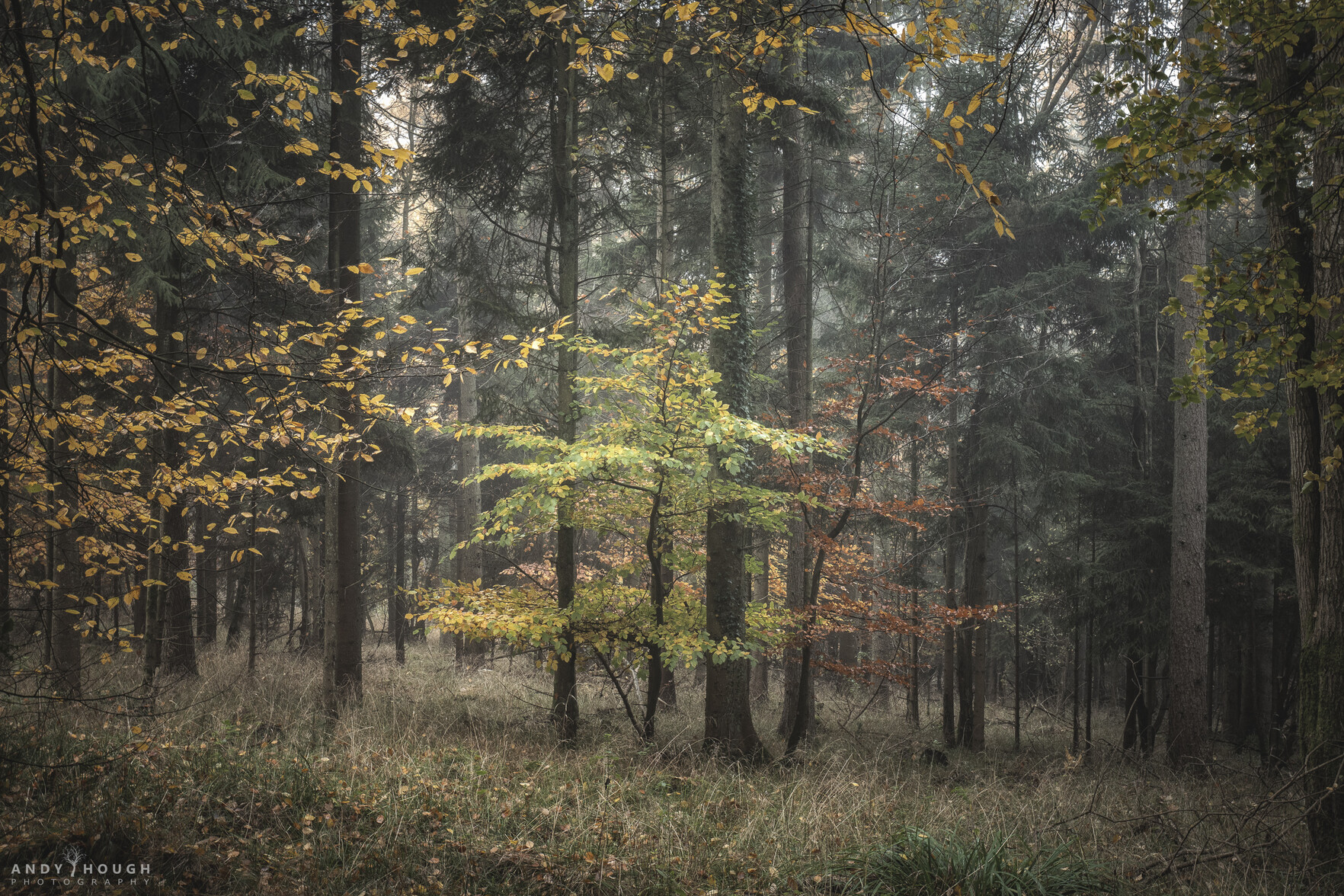 Image/photo