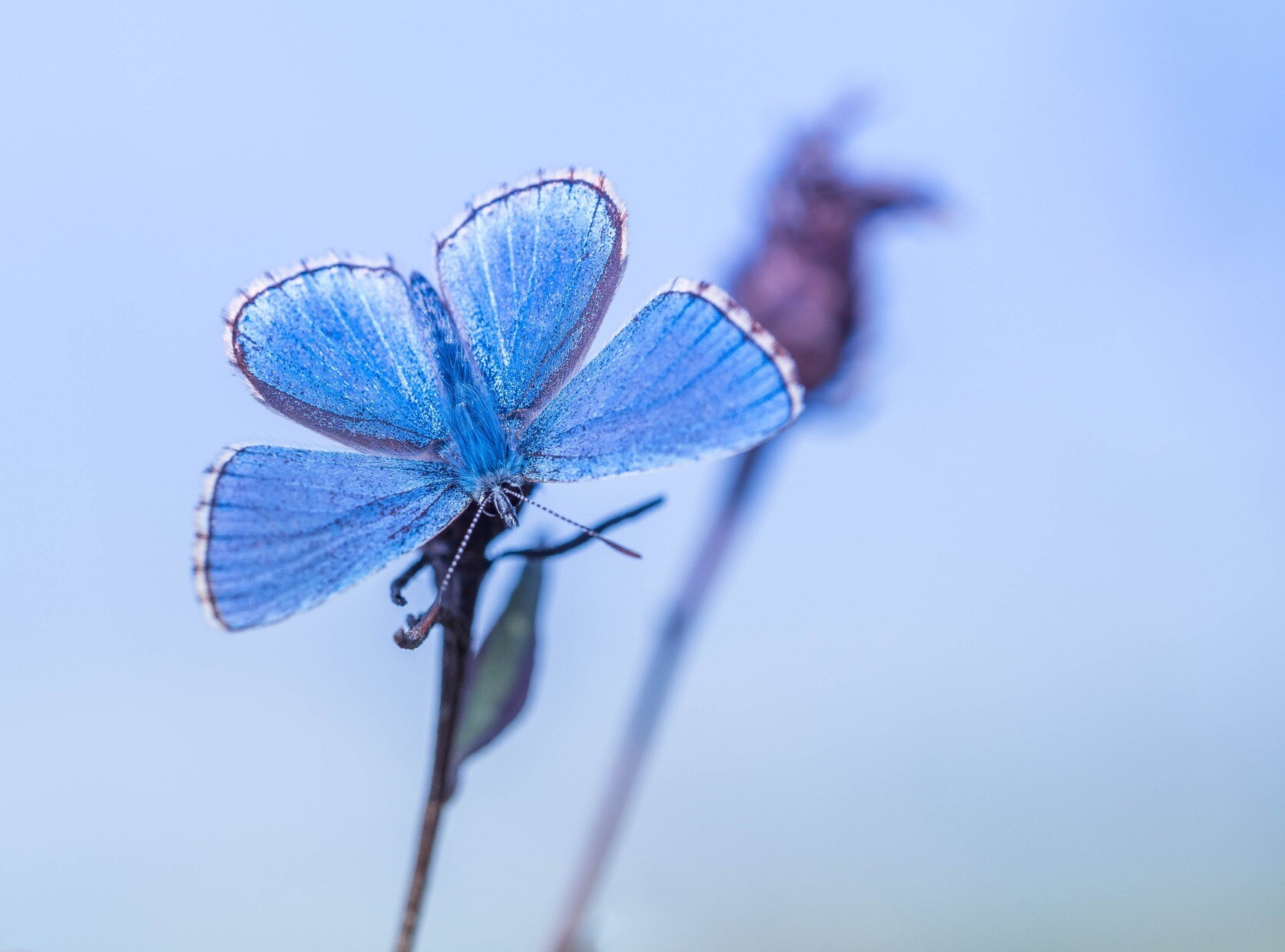 Розово голубая бабочка. Голубые бабочки для букета. Бабочки розово голубые. Синие бабочки для букета. Бабочка с голубыми крыльями в Сибири.