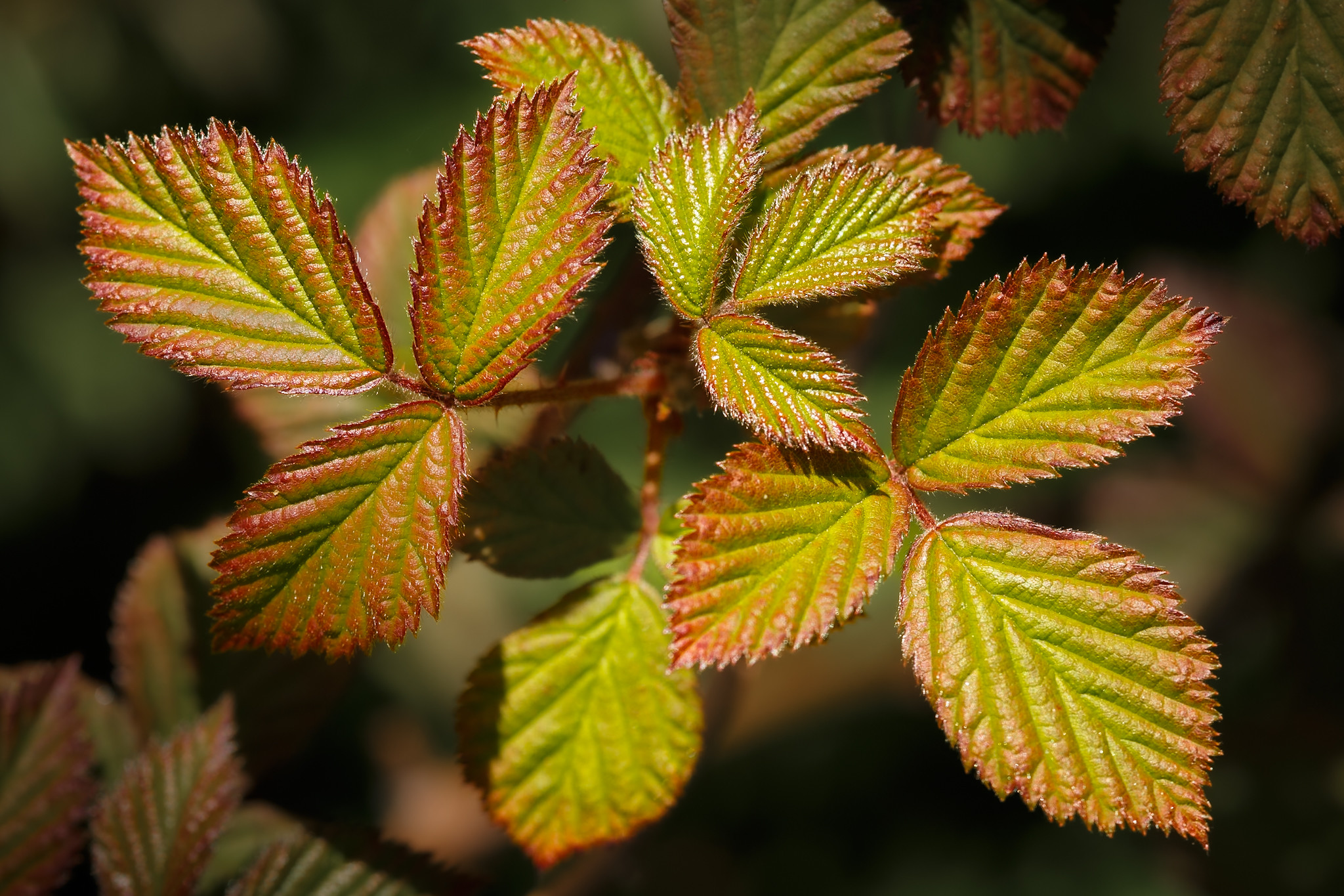 Close-up of young bramble leaves with serrated edges, displaying a mix of green and reddish hues, highlighted by sunlight against a blurred dark background Close-up of young bramble leaves with serrated edges, displaying a mix of green and reddish hues, highlighted by sunlight against a blurred dark background